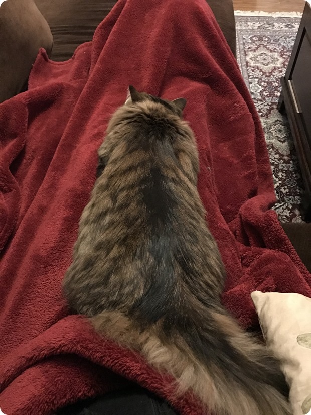 zara the cat