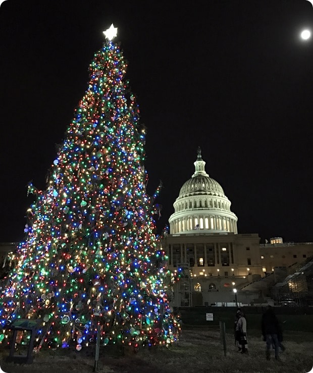 dc capitol christmas tree