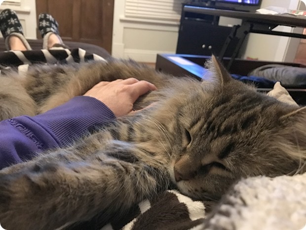 zara the cat