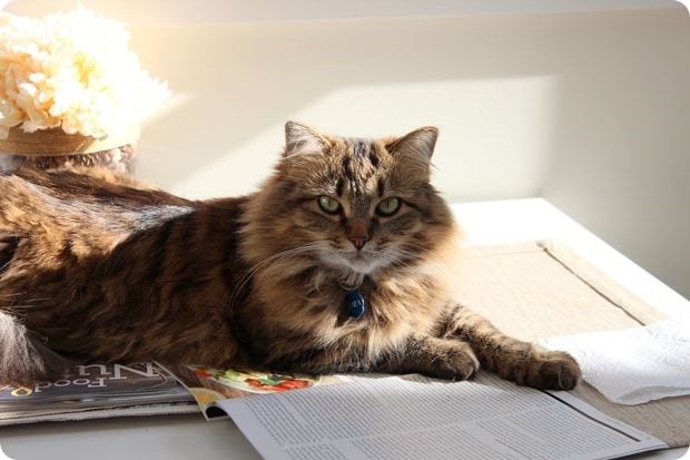 zara the cat