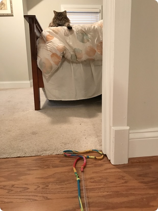 cat meows with toy in morning