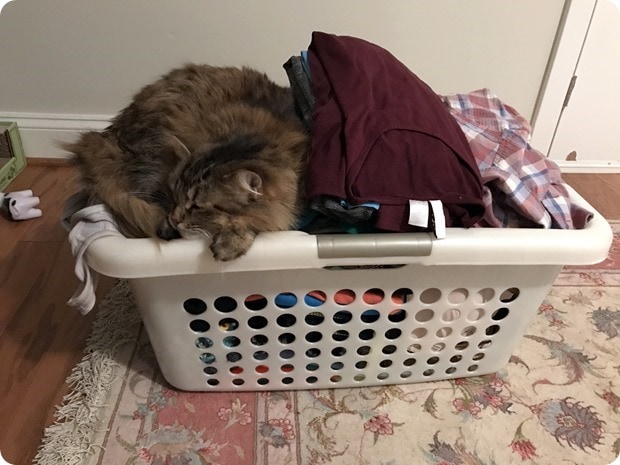cat in laundry basket