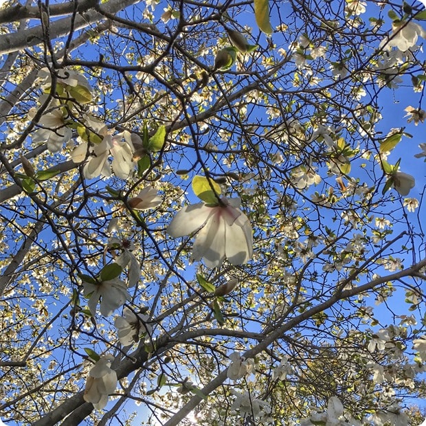 charleston sc in february