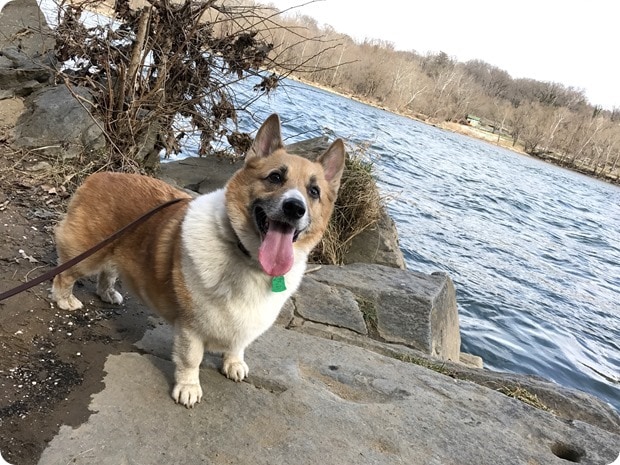 corgi hiking