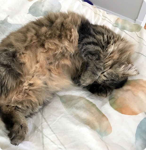 sleepy adorable cat