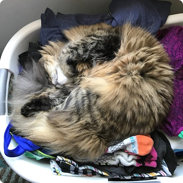 cat in laundry basket