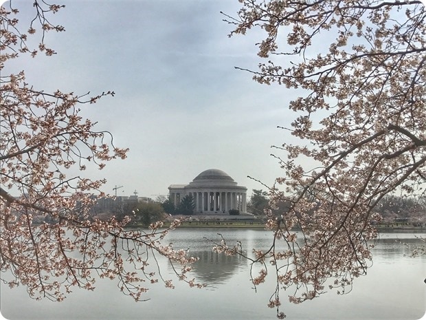 2017 dc cherry blossoms