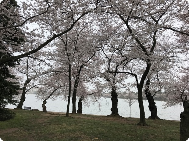 2017 dc cherry blossoms