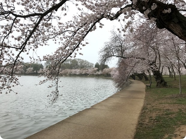 2017 cherry blossoms dc