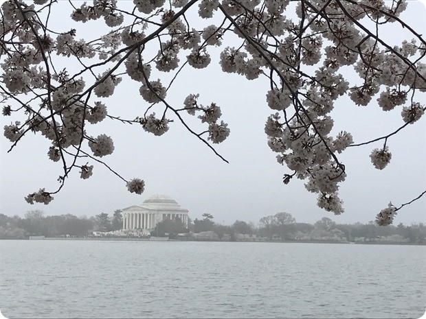 tidal basin cherry blossoms 2017