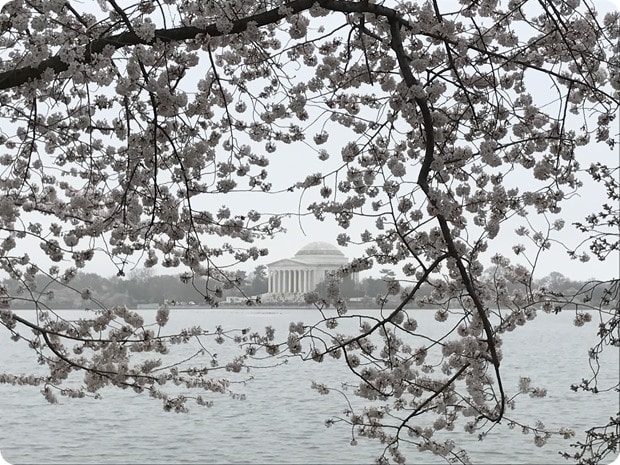 dc cherry blossoms