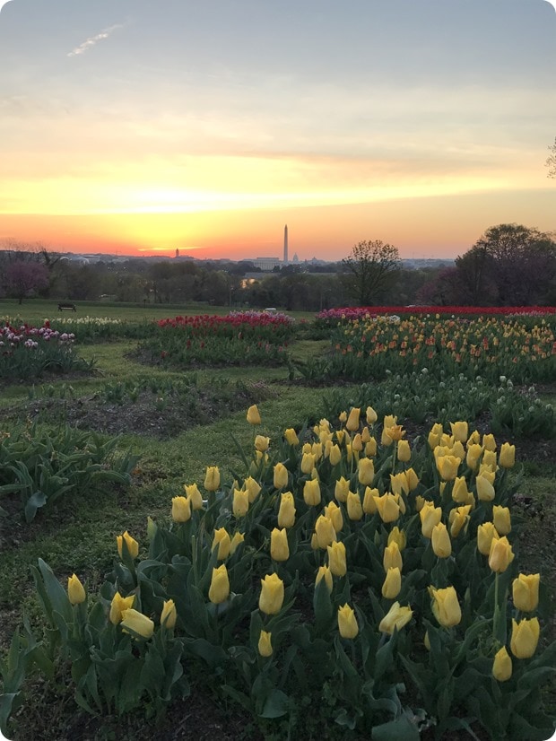 rosslyn tulips