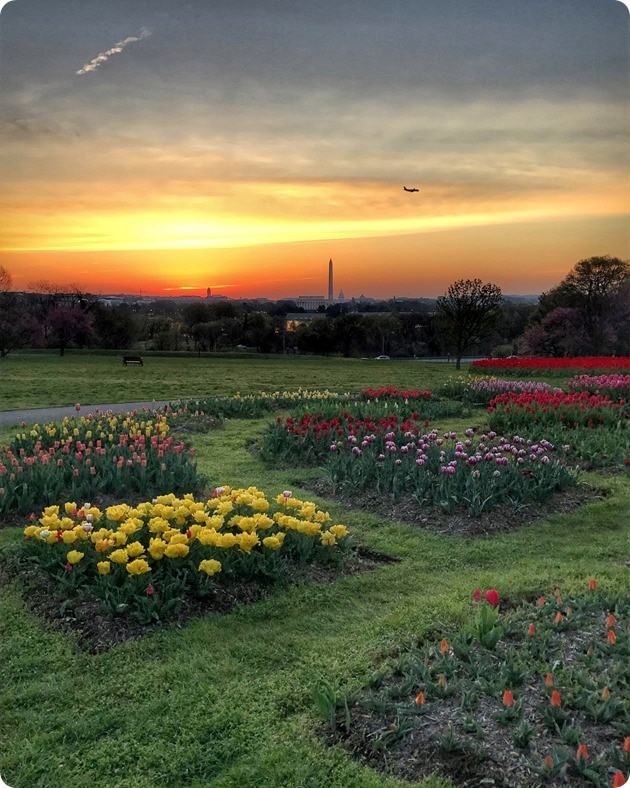 sunrise view of DC from arlington