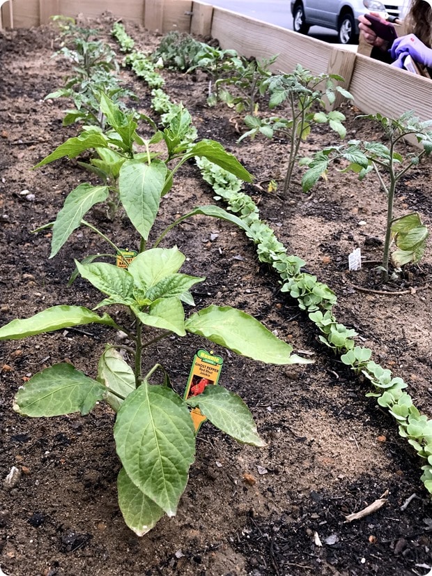sabra garden