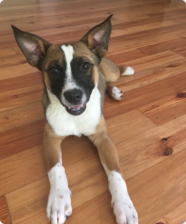 teri the dog