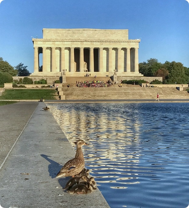 reflecting pool baby ducks dc
