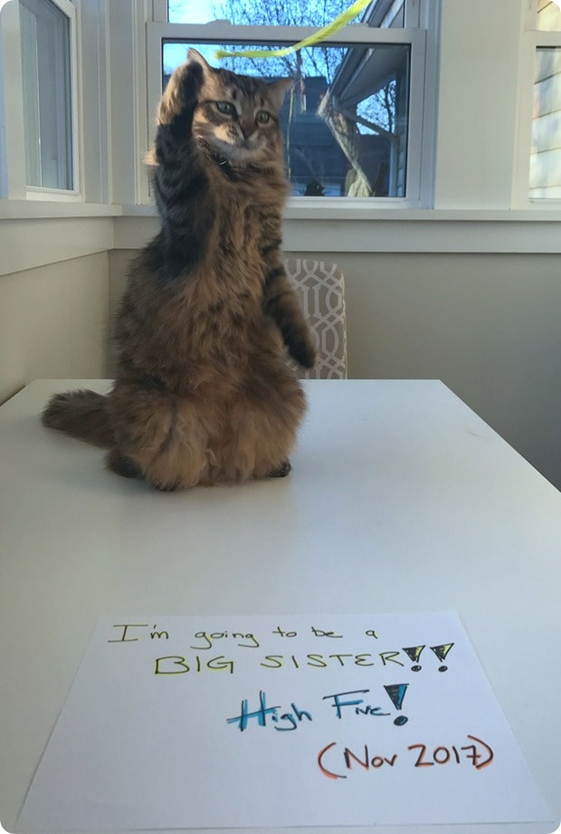 cat pregnancy announcement