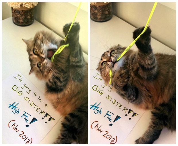 pregnancy announcement with cat