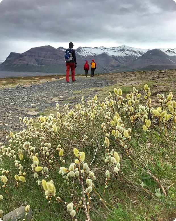 hiking skaftafell iceland