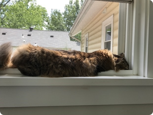 cat on windowsill