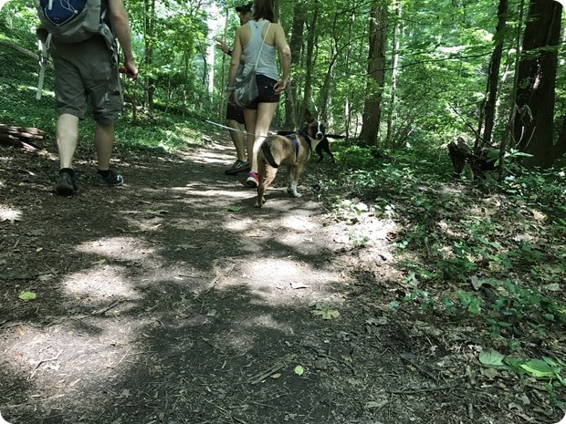 windy run hike with dogs
