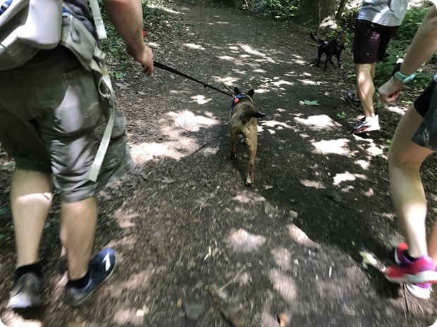 hiking at windy run with dogs