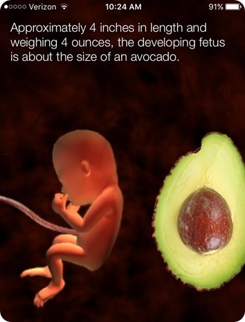 baby size at 16 weeks