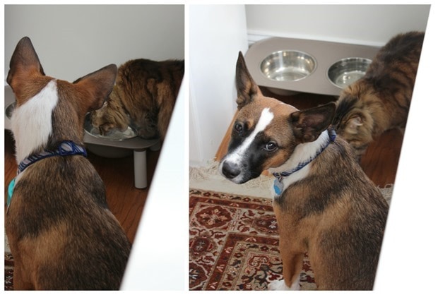 cat drinking from dog water bowl