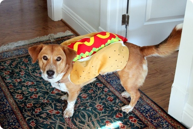 dog in a hot dog costume