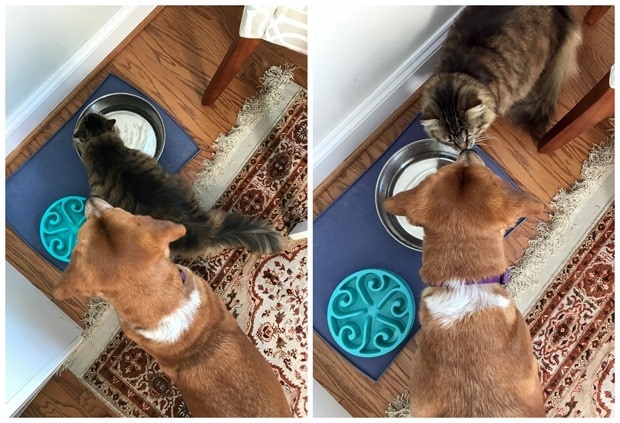 improving dog and cat interactions