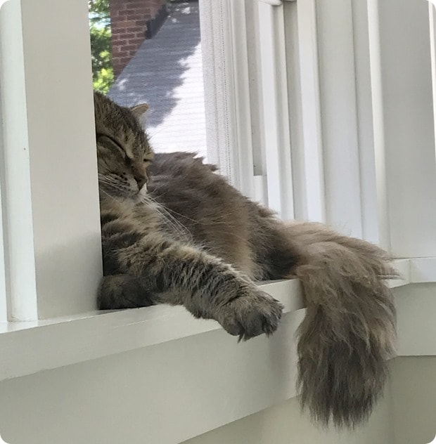 zara the cat