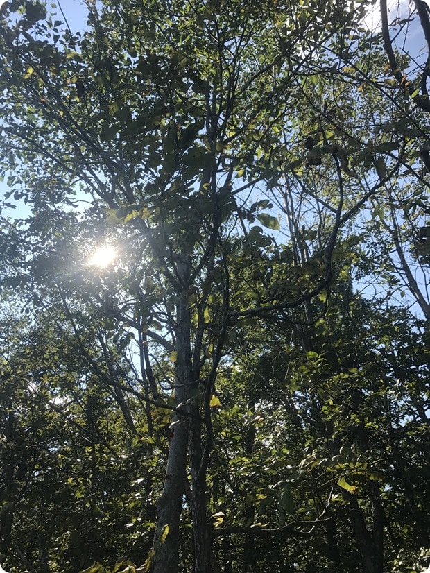 powell gap