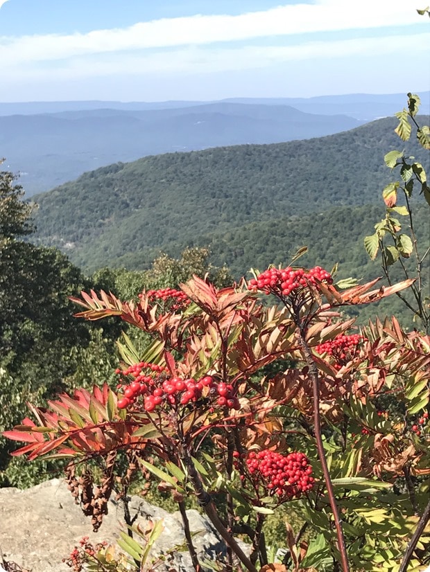 compton peak views