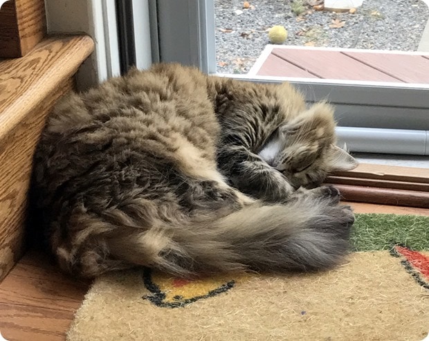 zara the cat