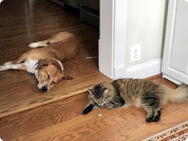cat and dog friends