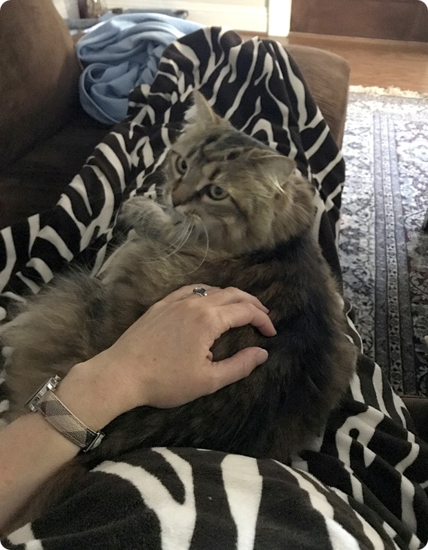 zara the cat