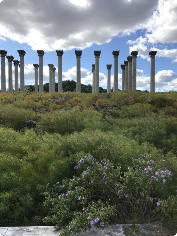 dc arboretum
