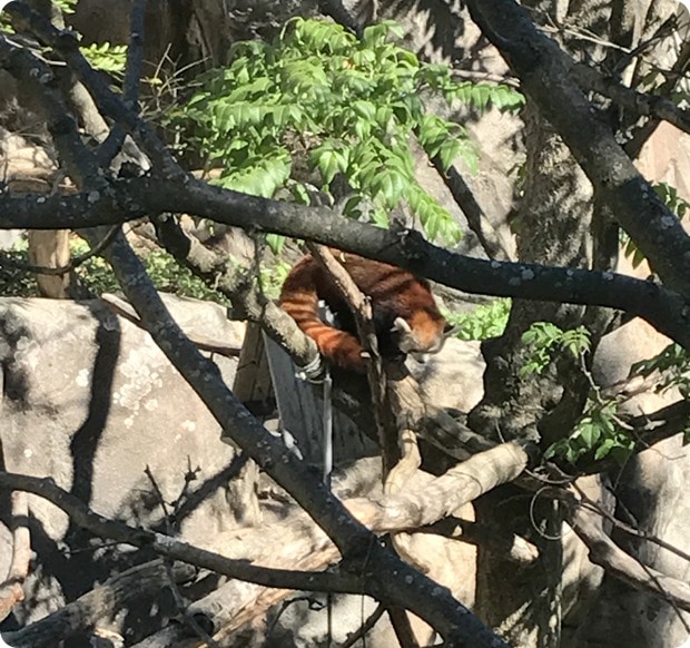 dc zoo red panda