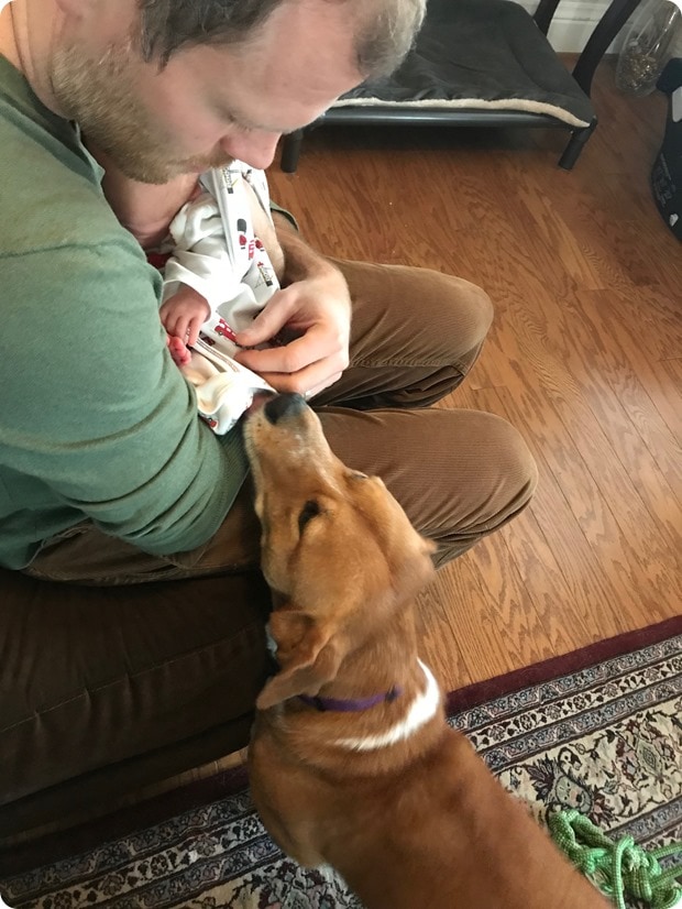 introducing dog and baby