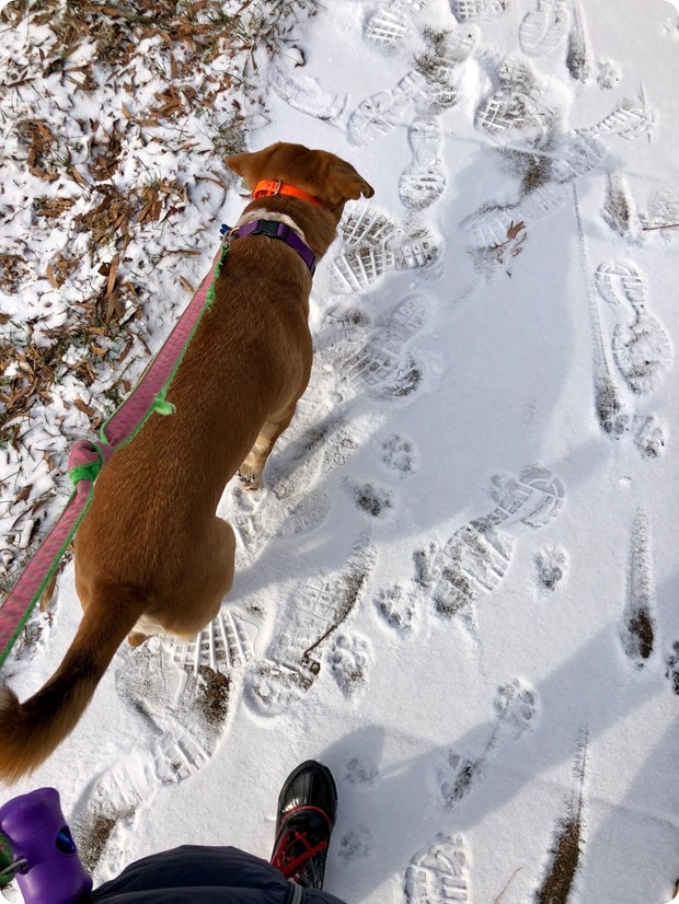 snowy dog walk