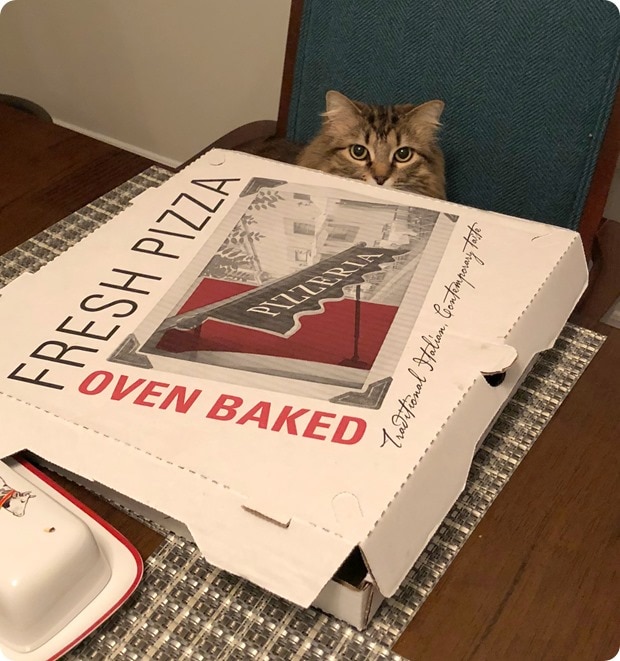 cat with pizza