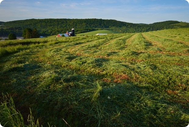 OV_Stratton Farm_NY_2787