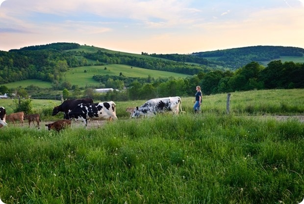 OV_Stratton Farm_NY_3698