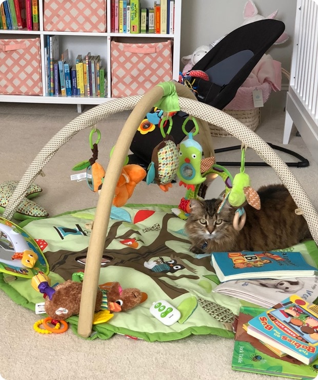 cat usurper