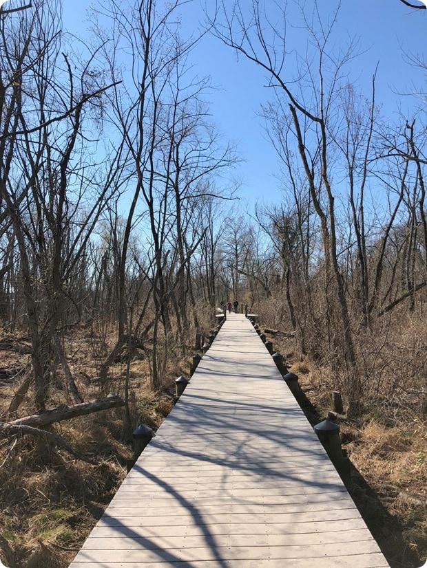 roosevelt island walk