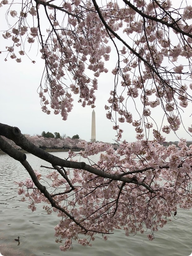 cherry blossom morning run 10