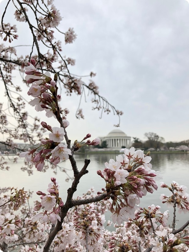 cherry blossom morning run 11