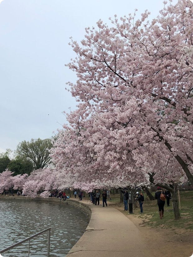 cherry blossom morning run 2