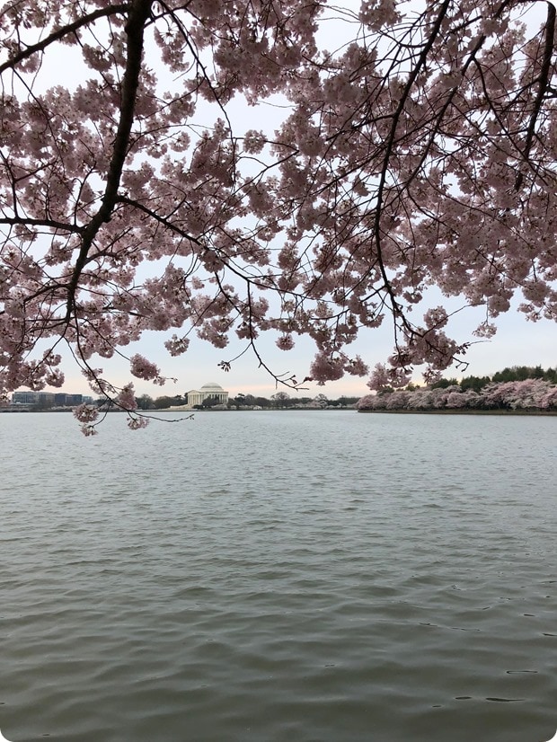 cherry blossom morning run 3