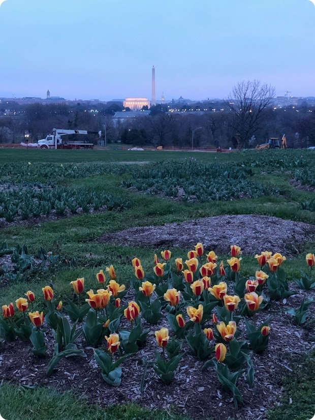 cherry blossom morning run